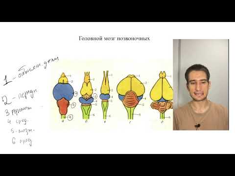 Видео: ВСЯ ЗООЛОГИЯ ДЛЯ ЕГЭ ЗА 2,5 ЧАСА