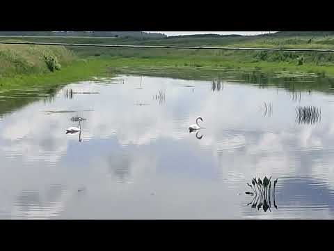 Видео: Ой вы гуси мои лебеди