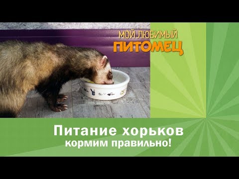 Видео: Как кормить хорька? Отвечаем на самые популярные вопросы: чем, сколько и когда.