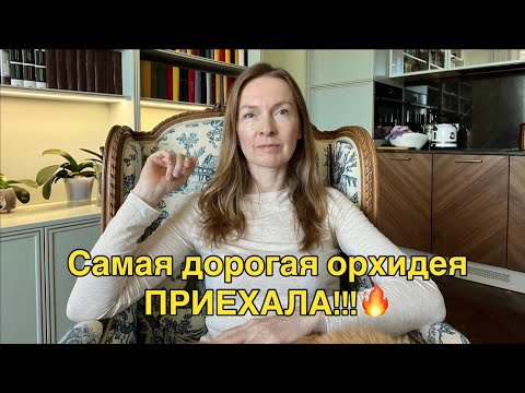 Видео: Новая поставка из Голландии: САМАЯ ДОРОГАЯ орхидея 2024!!!🔥🌸