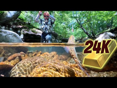 Видео: ЦАРСТВОТО на ЗЛАТНИТЕ ПЪСТЪРВИ. Риболов на дива  балканска пъстърва на планински поток.