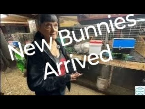 Видео: Крольчата прибыли | Серия 216 | Она так взволнована