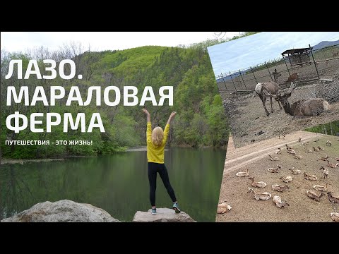 Видео: ОТПУСК В ПРИМОРЬЕ. ЛАЗО. МАРАЛОВАЯ ФЕРМА