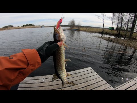Видео: Щука в запрет | Рыбалка на платнике Ковалевичи
