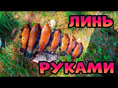 Видео: Рыбалка на линя руками