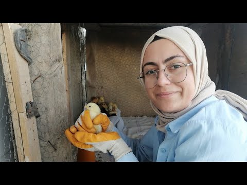 Видео: Мы делаем клетки для цыплят, вылупившихся из яиц.