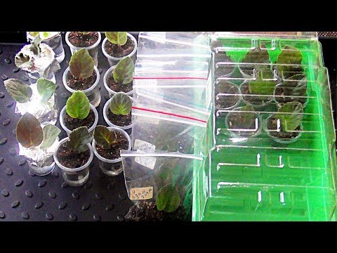 Видео: Фиалки для начинающих. Четыре способа укоренения черенков. часть1