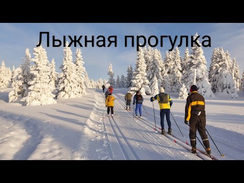 Видео: Зимний лес Москвы ждёт вас...