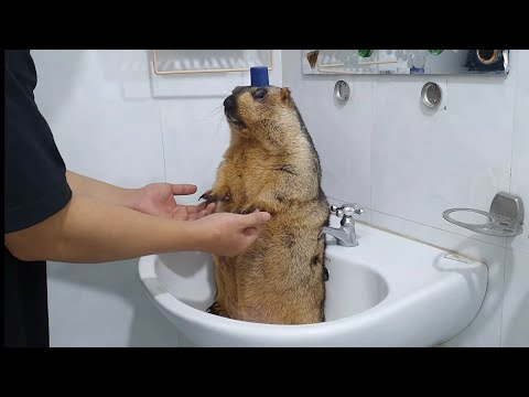 Видео: развлекайся, отдыхай с сурком 1 минута 30 секунд