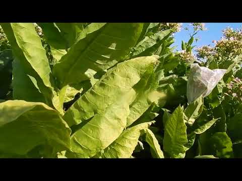Видео: Обзор по сортам Часть 2