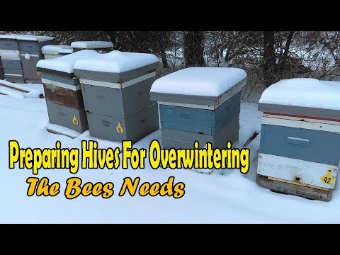 Видео: Подготовка пчелиных ульев к зиме / Потребности пчёл