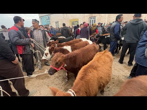 Видео: ХАЗОРАСП МОЛ БОЗОР НАРХЛАРИ 26.10.25г