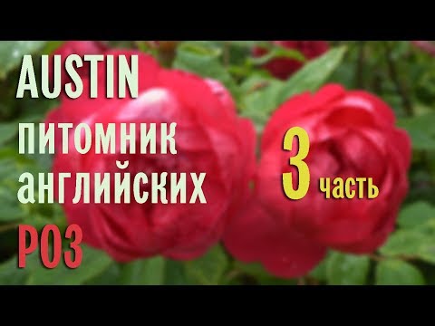Видео: Розарии в английском питомнике AUSTIN. Эпизод 3