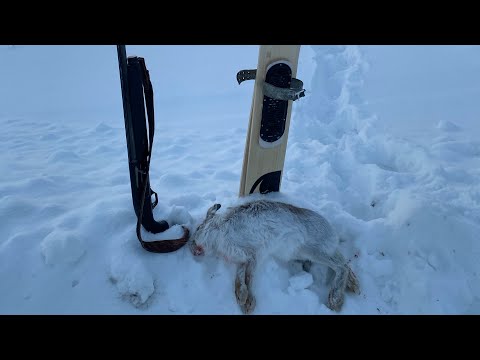 Видео: Охота на зайца 2025. Бронированный заяц. Добор подранка.#hunting #охота #заяц #hunting #дичь #snow