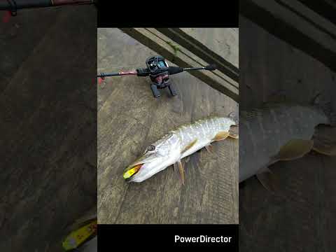 Видео: Осенняя НМР и Безымянные прудики! Нано, микро, лайт ловля на джиг и воблеры! OnlyCast-Catch&Release!