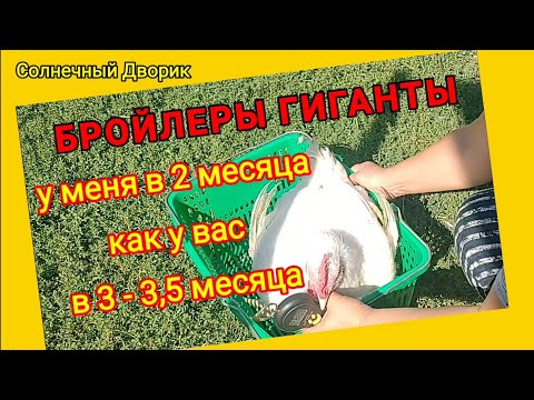 Видео: Для тех, кто не умеет выращивать крупного бройлера  - Кормлю мешанкой / Взвешиваю в 70 дней /
