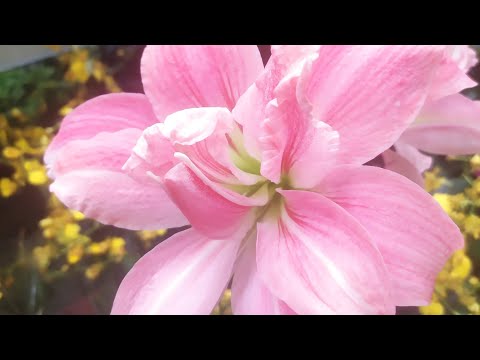 Видео: ЛЕМАНО про в г.Ростов на Дону по ул Довптора158 - обзор растений 