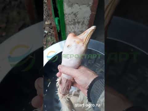 Видео: Ощип Холмогорского Гуся в перосъемной машине nt600a инструкция. отзыв клиента. АГРОСТАРТ