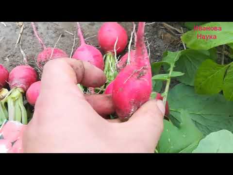 Видео: ТЕПЕРЬ ВСЕГДА БУДУ ВЫСЕВАТЬ ЭТИ 2 СОРТА РЕДИСА. Разбор сортов редиса 2022. Какой сорт лучше.