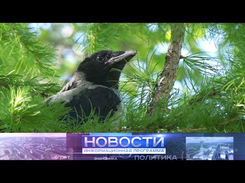 Видео: Агрессивные вороны нападают на людей.