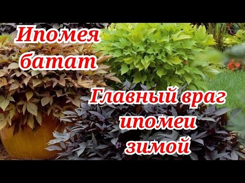 Видео: Ипомея батат. В каких условиях сохраняю черенки и как борюсь с паутинным клещём.