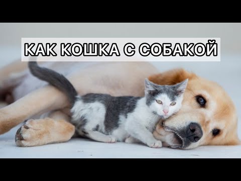 Видео: От любви до ненависти. О самых заботливых людях.