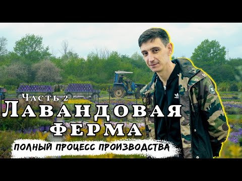 Видео: 2 часть//Питомник «Лавандовая ферма»//Полный процесс производства