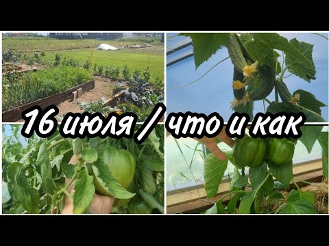 Видео: Мой огород на 16 июля 2024 года #киров #дача #любимаядача #мойопыт #garden