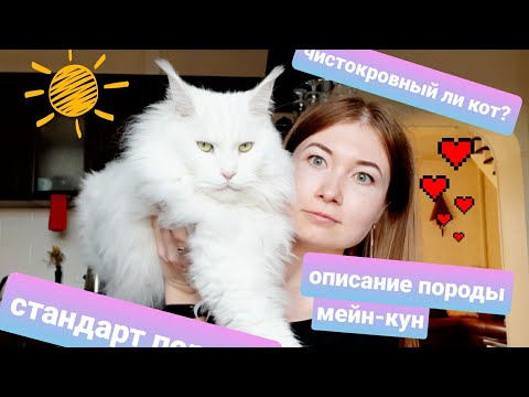 Видео: Стандарт породы мейн-кун / как определить чистокровного? описание породы.