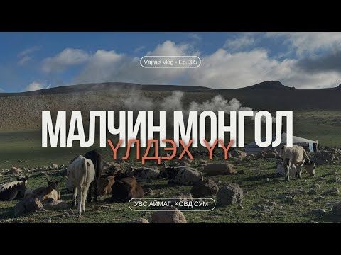 Видео: Малчин монгол үлдэх нь үү?