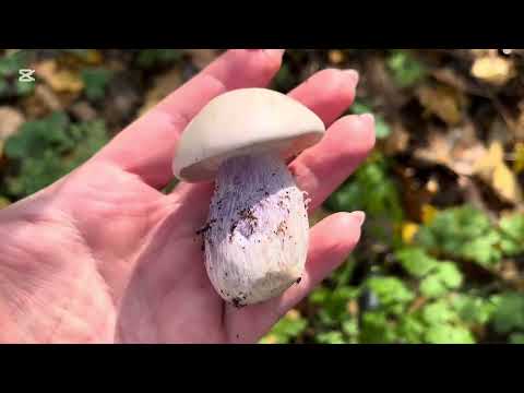 Видео: УРА!!! МЫ НАШЛИ!!! СИНЕНОЖКУ, ИЛИ наконец-то МЕЧТА СБЫЛАСЬ!!! ну и еще несколько других грибов 🍄‍🟫