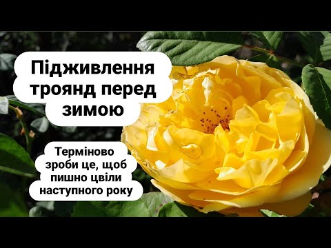 Видео: Підживлення троянд перед зимою./autumn fertilization of roses
