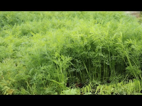 Видео: Укроп. Заготовка на Зиму.