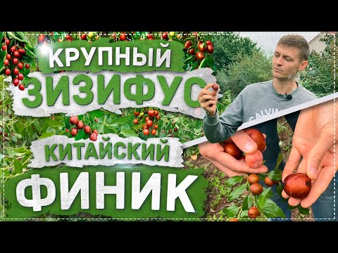 Видео: КРУПНЫЙ ЗИЗИФУС - КИТАЙСКИЙ ФИНИК! В ТОПе 5 САМЫХ ПОЛЕЗНЫХ РАСТЕНИЙ! | САЖЕНЦЫ ПИТОМНИКА "Мегасад"