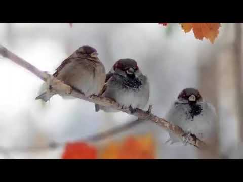 Видео: Поздняя осень /В.Гайге - К.Фофанов/