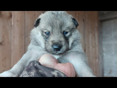 Видео: ЩЕНКИ ЗАПАДНО-СИБИРСКОЙ ЛАЙКИ ОТ "ШКОДЫ" и "ДАРА"