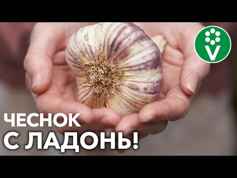 Видео: У ВАС БУДЕТ ОГРОМНЫЙ ЧЕСНОК, ЕСЛИ вы сделаете ЭТО у себя на грядке! + 2 народных рецепта
