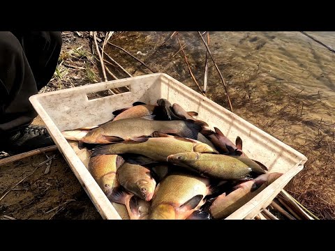 Видео: Зарыбление Линя ,  Запуск Раков, 200 литров хлореллы и много интересного)
