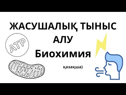 Видео: ЖАСУШАЛЫҚ ТЫНЫС АЛУ: ҚАРАПАЙЫМ ЖӘНЕ ТҮСІНІКТІ ТҮСІНДІРУ