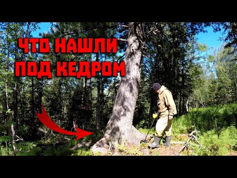 Видео: Тайна перевала Дятлова. Что нашли под кедром