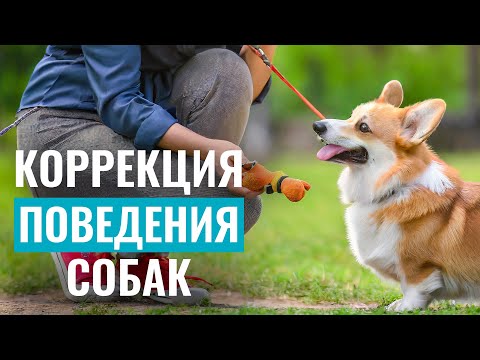 Видео: Как исправить ПРОБЛЕМНОЕ ПОВЕДЕНИЕ у собаки? Коррекция поведения собак - самые результативные методы