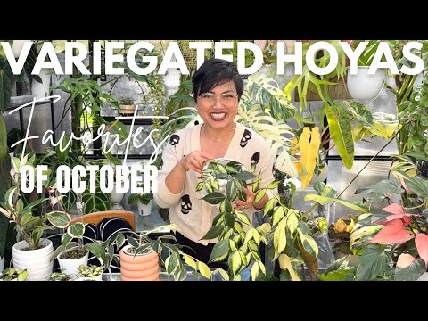 Видео: 12 пестрых хой, которые покорят ваше сердце 🌿 | Моя самая красивая и редкая коллекция