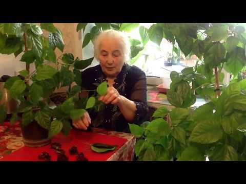 Видео: гибискус цветок смерти !!!