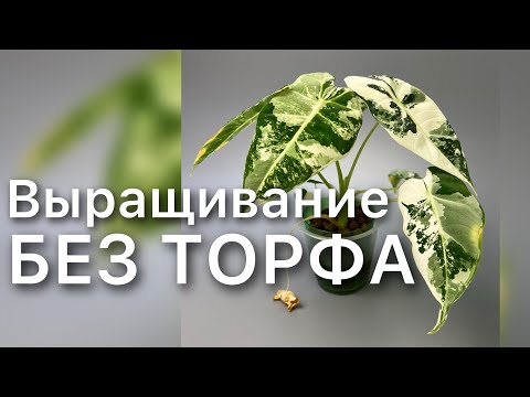 Видео: Пересадка и размножение Алоказии Фрайдек ВАРИЕГАТА Керамзит ПОЛУГИДРОПОНИКА