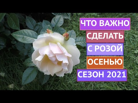 Видео: КАК ПРАВИЛЬНО ПОДГОТОВИТЬ РОЗУ К ЗИМЕ! ОСЕННИЕ МЕРОПРИЯТИЯ!