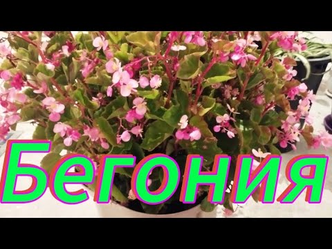 Видео: Бегония #plants #үйдің #гулдер #күтім #nature #өсіру #бегония Гүлдер әлемі 🌹