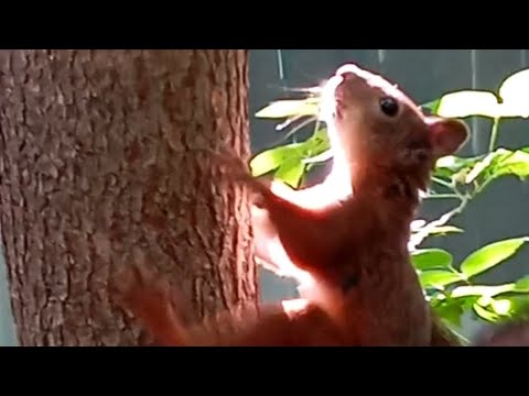 Видео: Всё стабильно в нашем беличьем царстве👌😁🍁🍂🌿😋🌰🐿❤🌞 #белочка #squirrel #настроениеосень 