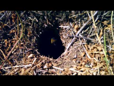 Видео: Как избавиться от земляных ос на даче