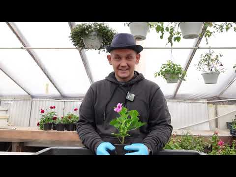 Видео: Все этапы выгонки королевской пеларгонии. королевская пеларгония формируем охлаждаем пересаживаем.