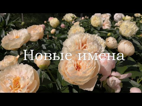 Видео: Новые имена, 2024г